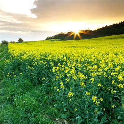 【在希望的田野上·三夏时节】全国麦收达1.2亿亩 进入收获高峰